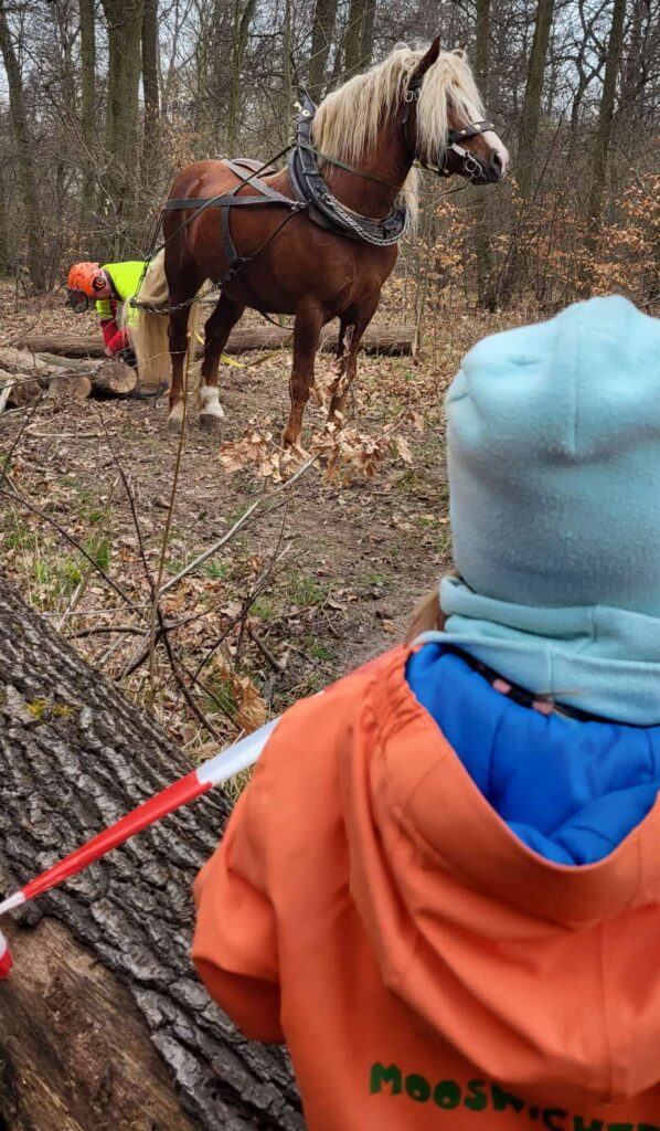 Pferde rücken Holz im Wald